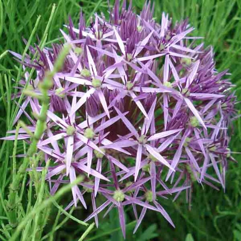 Allium christophii - Sternkugellauch (Blüte)