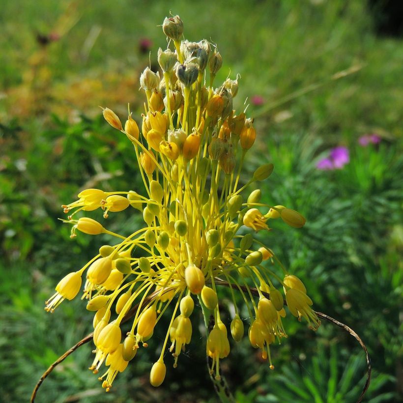 Allium flavum subsp. flavum - Gelber Lauch (Blüte)