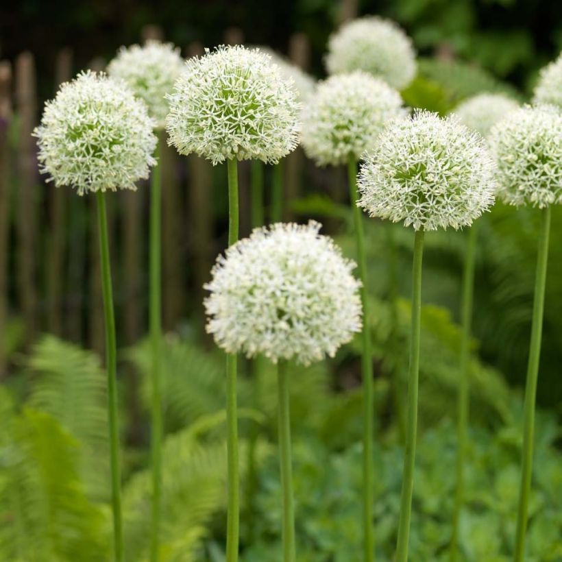 Allium Mont Blanc - Zierlauch (Hafen)