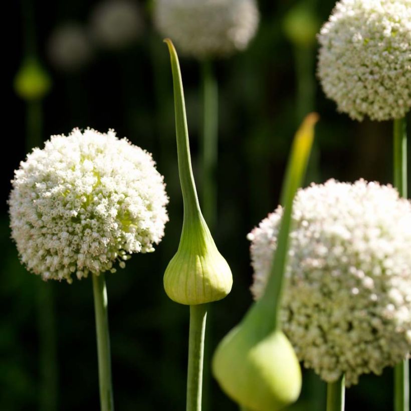 Allium ampeloprasum White Cloud - Sommerknoblauch (Blüte)