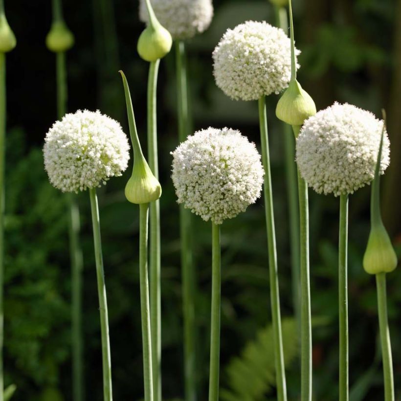 Allium ampeloprasum White Cloud - Sommerknoblauch (Hafen)