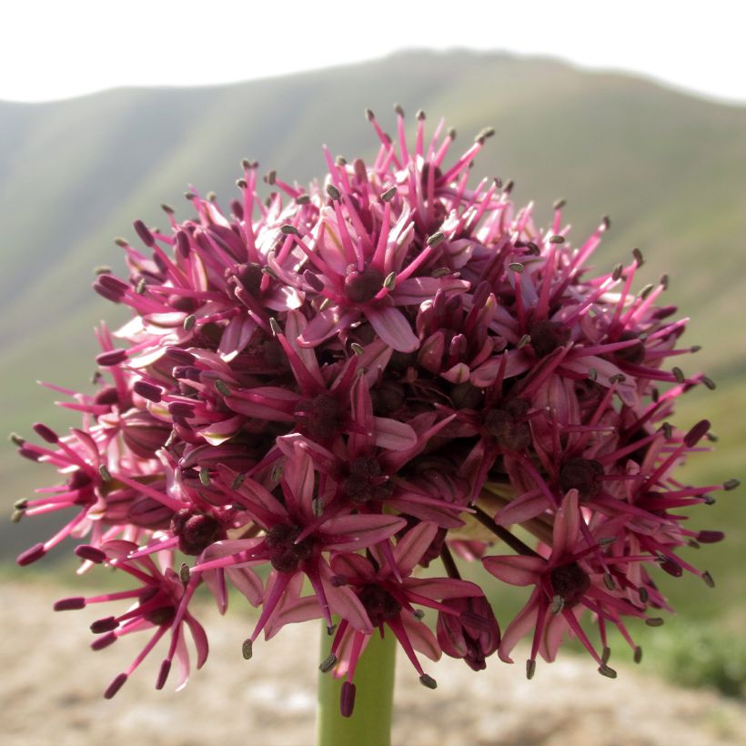 Allium aschersonianum - Zierlauch (Blüte)