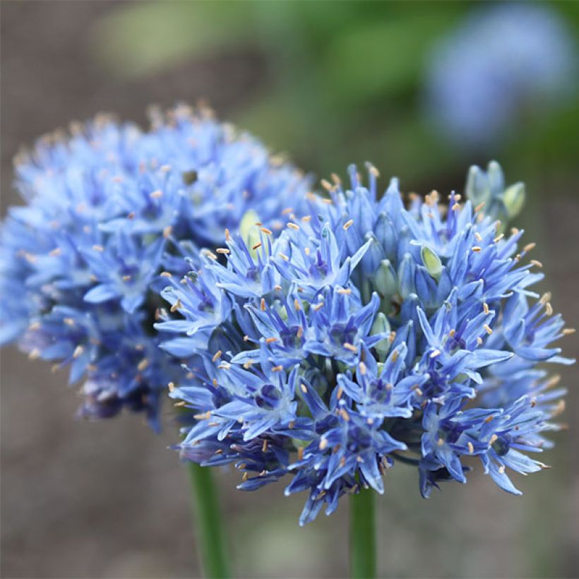 Allium caeruleum - Flieder-Lauch (Blüte)