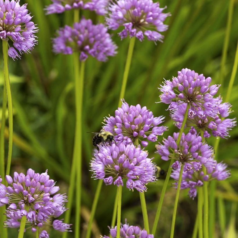 Allium carolinianum Rosy Dream - Zierlauch (Hafen)