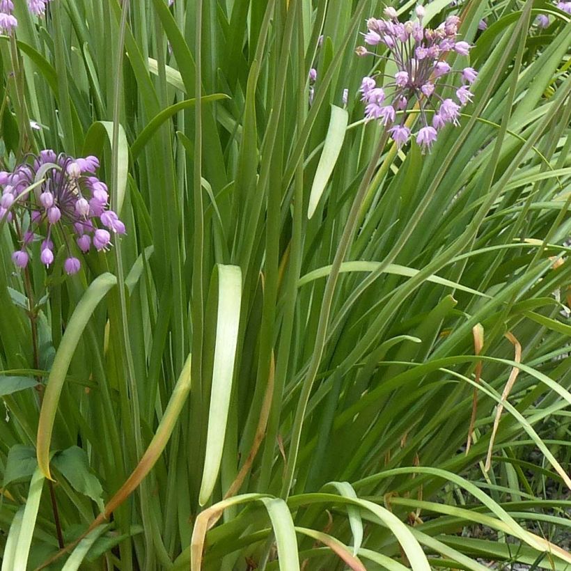 Allium cernuum - Nickenden Lauch (Laub)