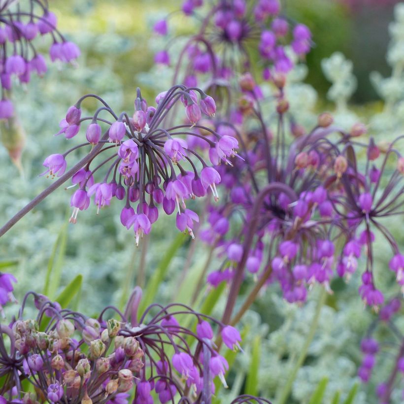 Allium cernuum - Nickenden Lauch (Blüte)