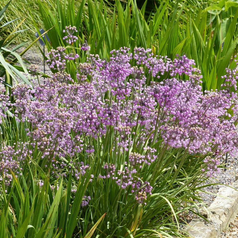 Allium cernuum - Nickenden Lauch (Hafen)