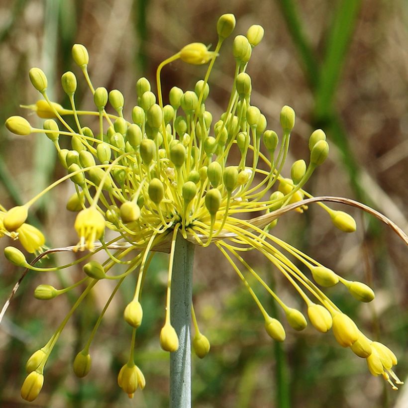 Allium chloranthum Yellow Fantas - Zierlauch (Blüte)