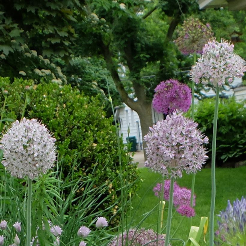 Allium decipiens - Zierlauch (Blüte)