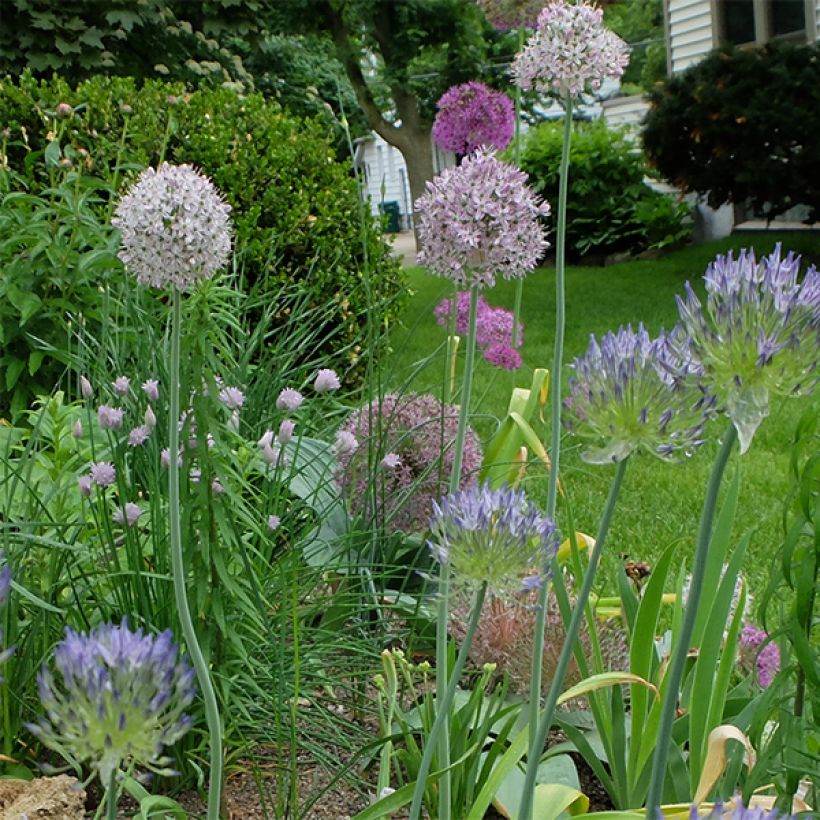 Allium decipiens - Zierlauch (Hafen)