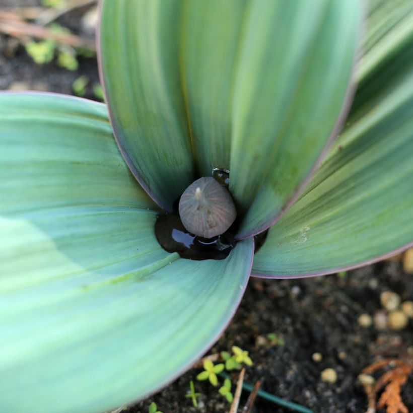 Allium karataviense - Blauzungen-Lauch (Laub)