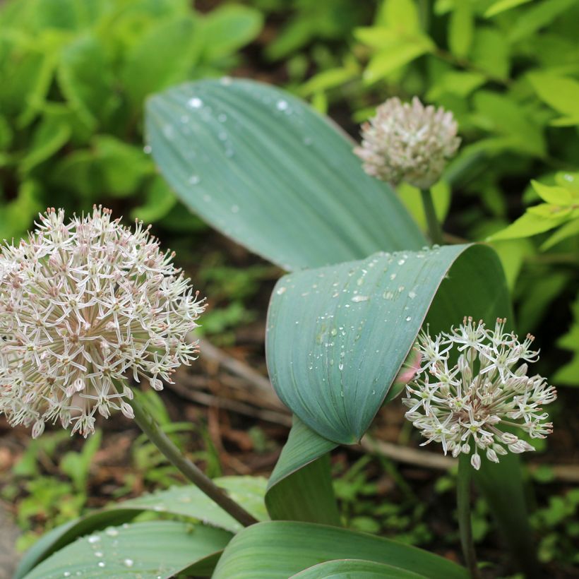 Allium karataviense - Blauzungen-Lauch (Hafen)