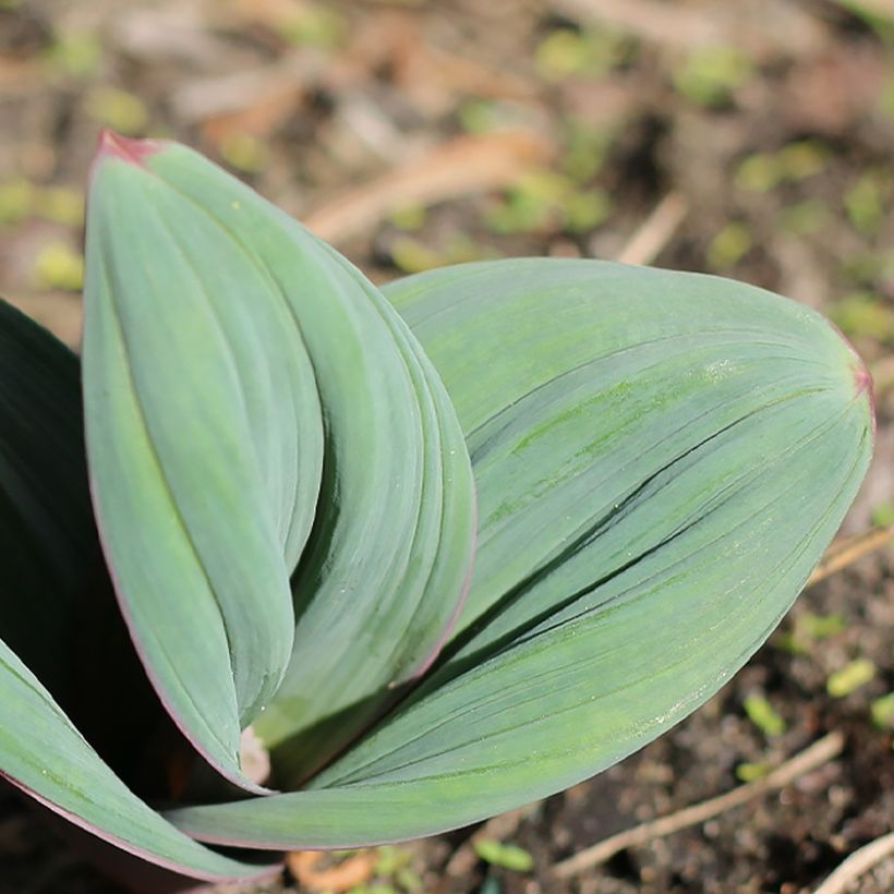 Allium karataviense Red Giant - Blauzungen-Lauch (Laub)