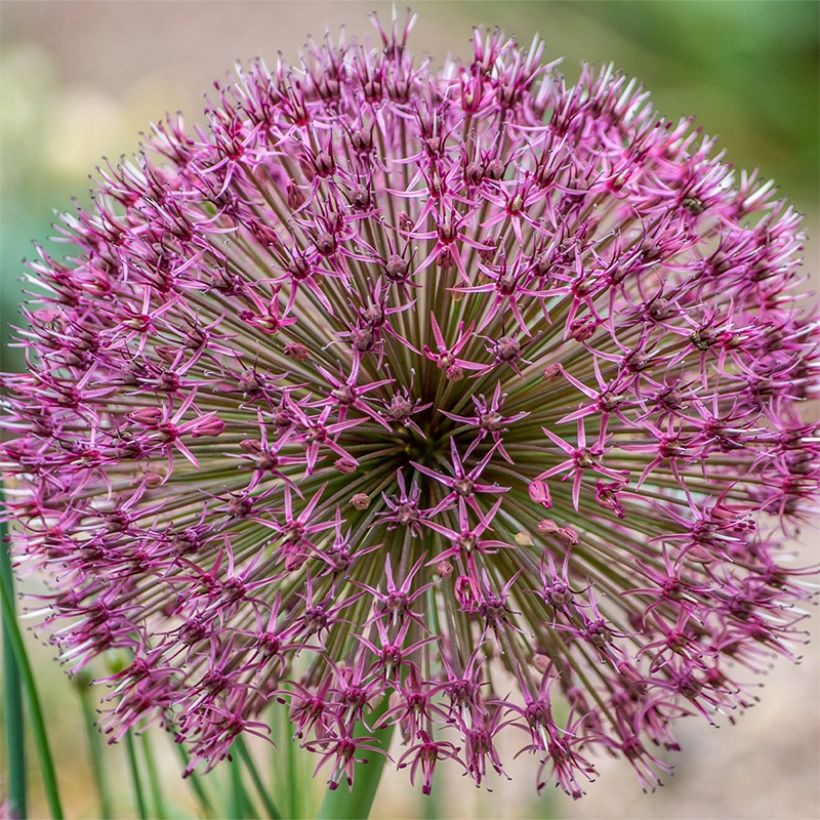 Allium karataviense Red Giant - Blauzungen-Lauch (Blüte)