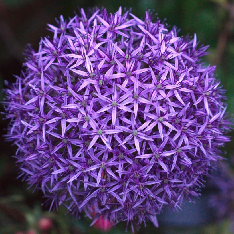 Allium Mars - Zierlauch (Blüte)