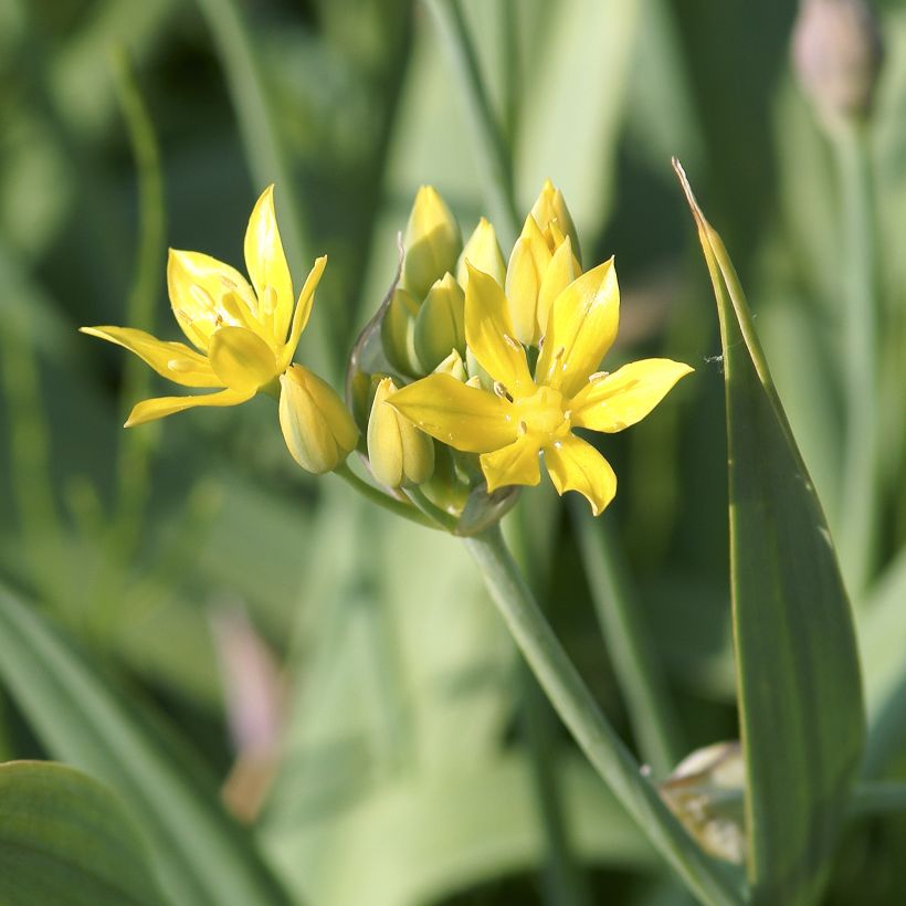 Allium moly - Goldlauch (Blüte)