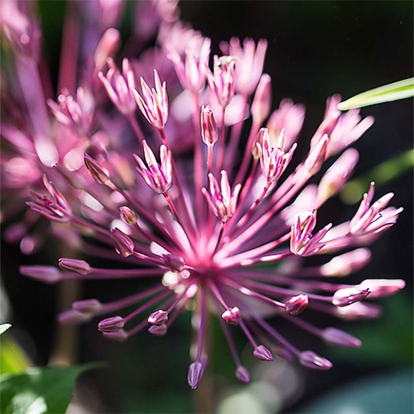 Allium nevskianum - Blauzungen-Lauch (Blüte)