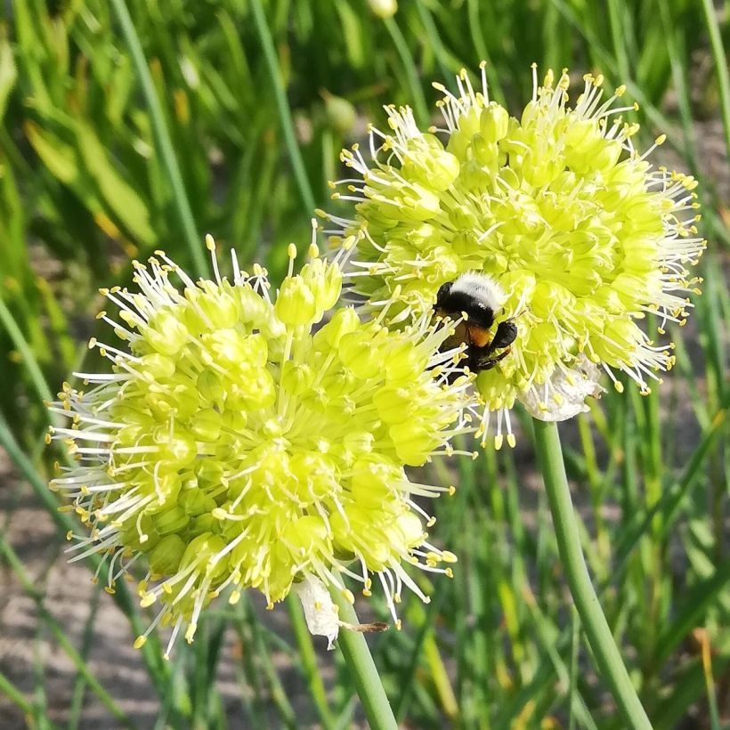 Allium obliquum - Scharfer Gelblauch (Blüte)