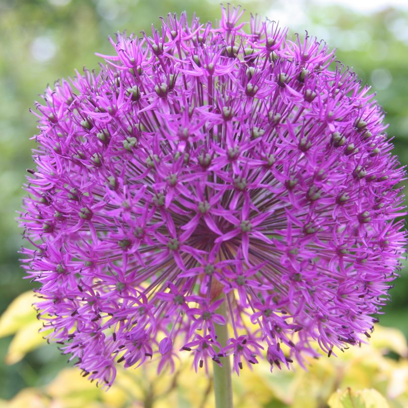 Allium rosenbachianum - Zierlauch (Blüte)