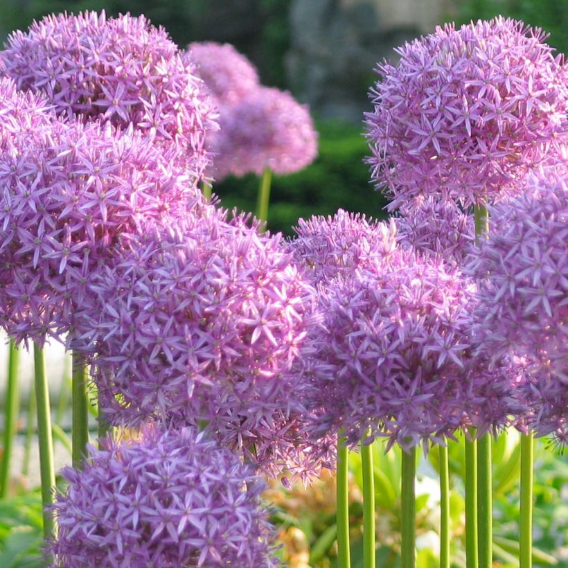 Allium rosenbachianum - Zierlauch (Hafen)