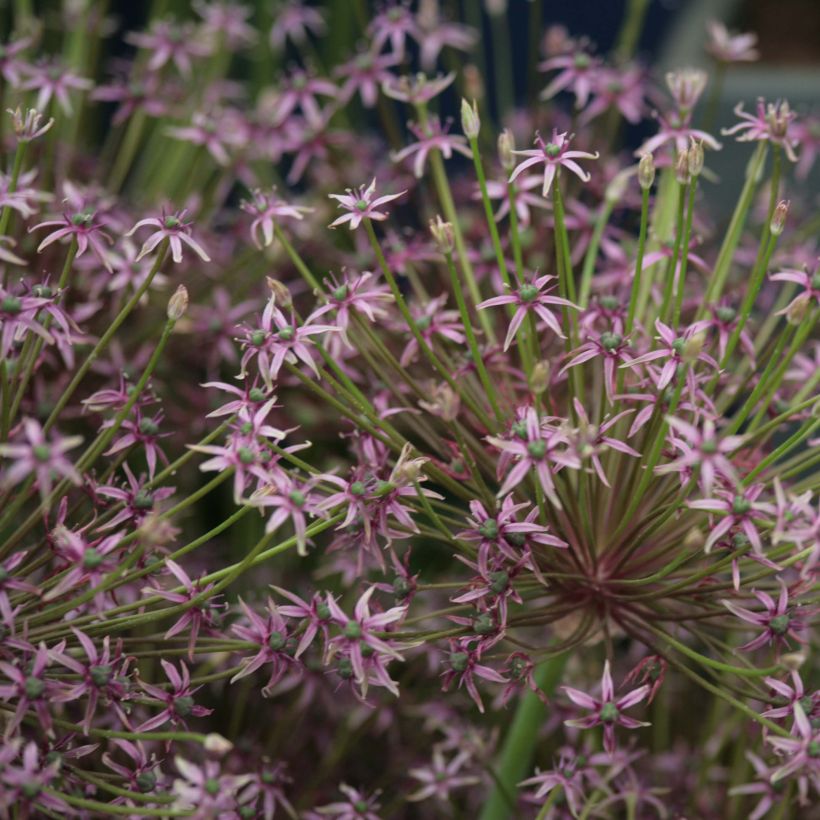 Allium schubertii Spider - Schuberts Lauch (Blüte)