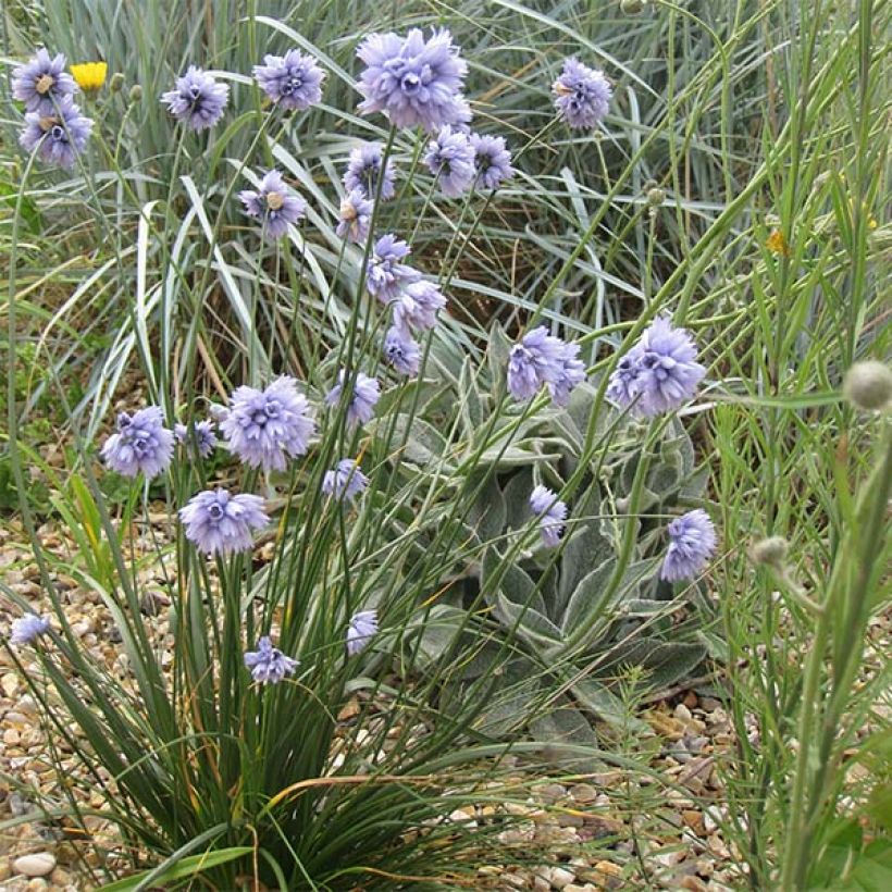 Allium sikkimense - Sikkim-Lauch (Hafen)