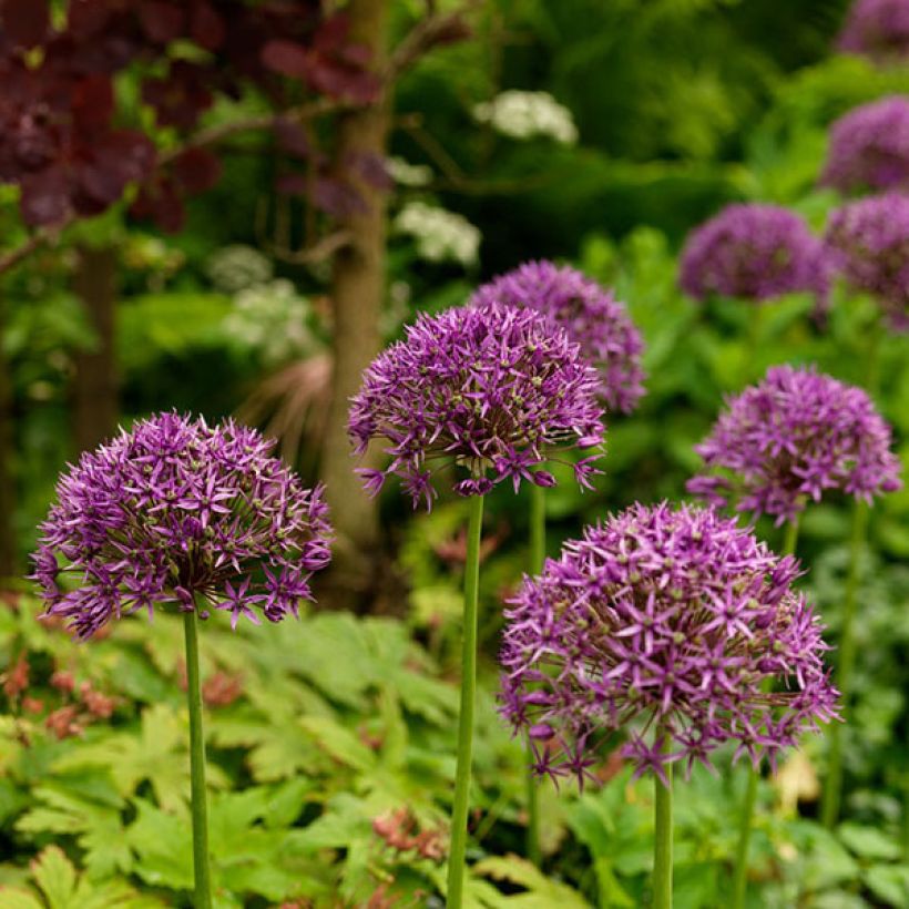 Allium stipitatum Violet Beauty - Zierlauch (Blüte)