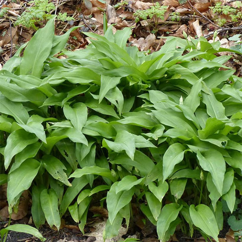 Allium ursinum im Topf - Bärlauch (Laub)