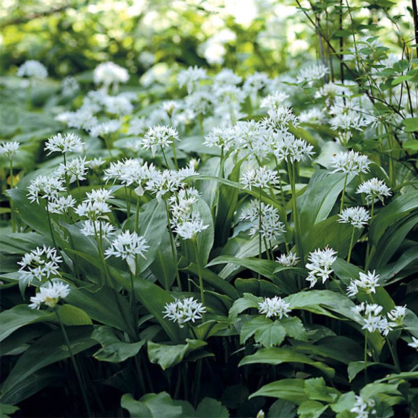 Allium ursinum im Topf - Bärlauch (Blüte)