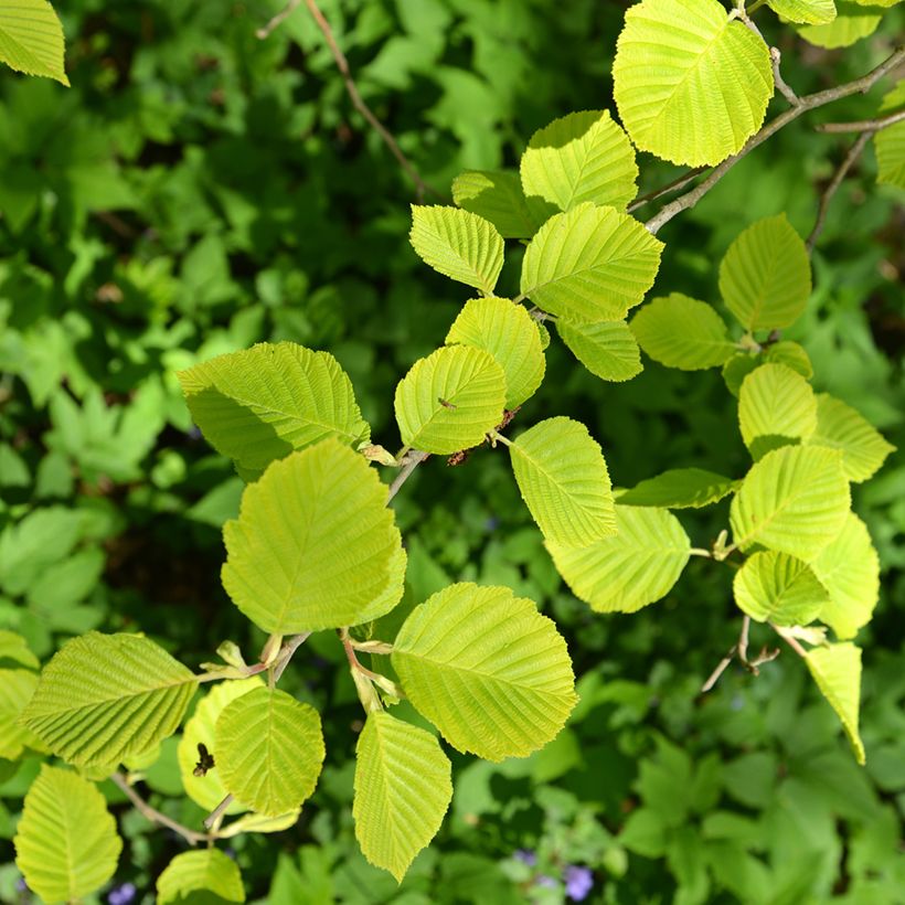 Alnus glutinosa Aurea - Schwarz-Erle (Laub)