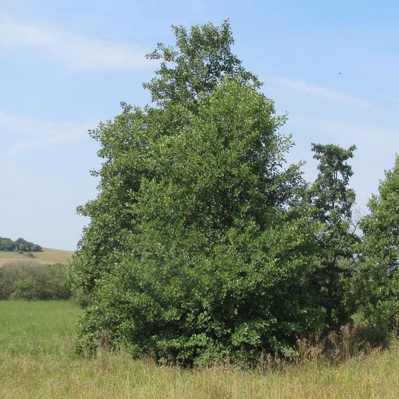 Alnus incana - Grau-Erle (Hafen)