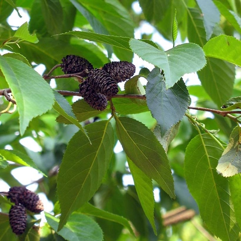 Alnus spaethii - Spaeths Erle (Ernte)