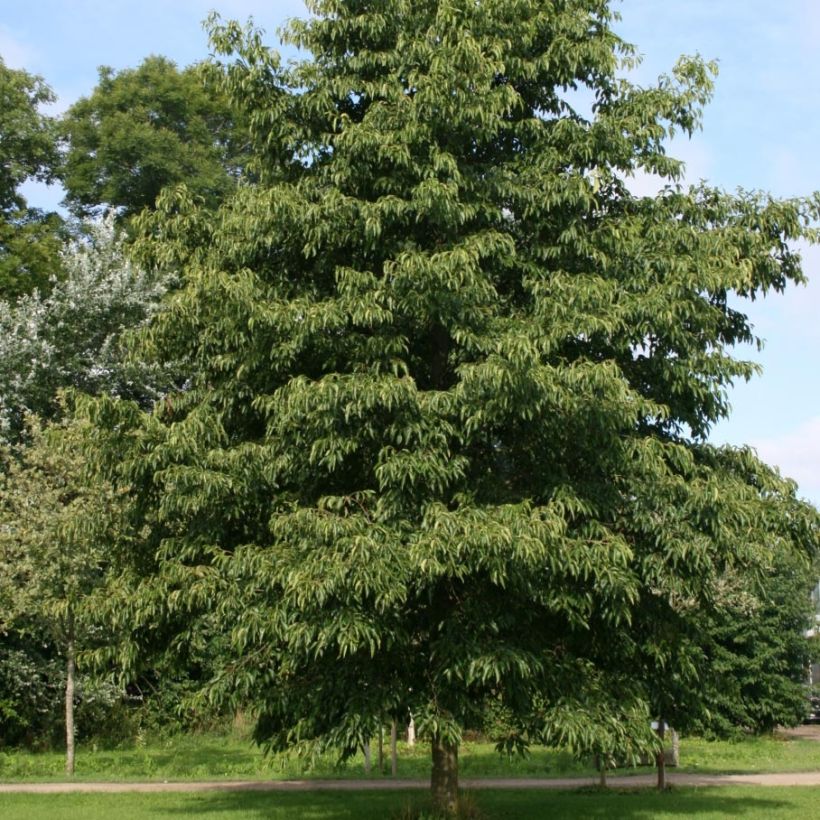 Alnus spaethii - Spaeths Erle (Hafen)