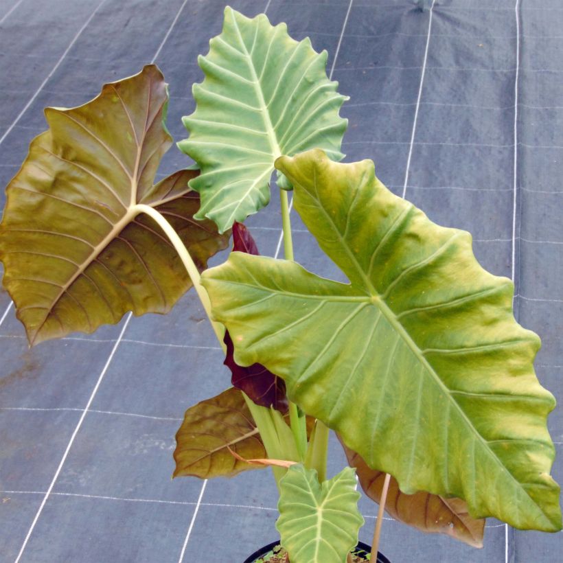 Alocasia Mayan mask - Pfeilblatt (Hafen)