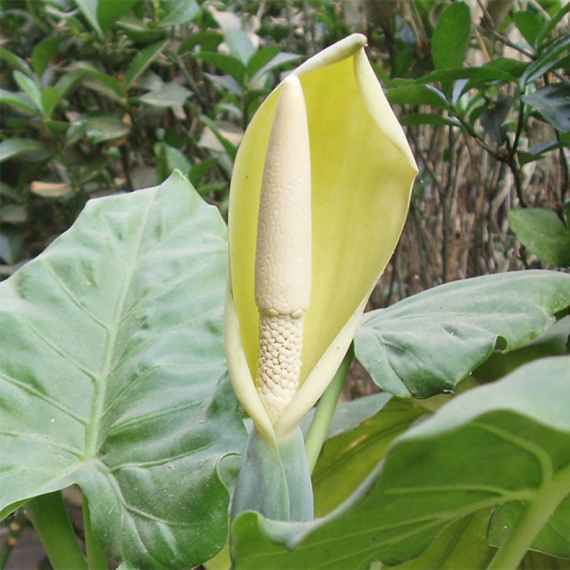 Alocasia macrorrhizos - Pfeilblatt (Blüte)