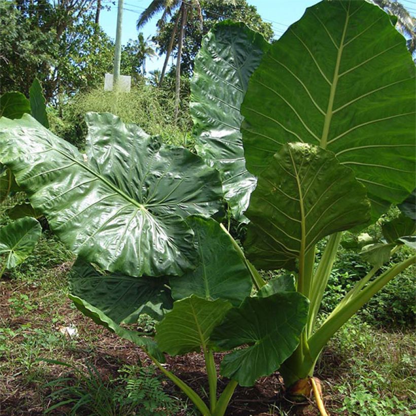 Alocasia macrorrhizos - Pfeilblatt (Hafen)