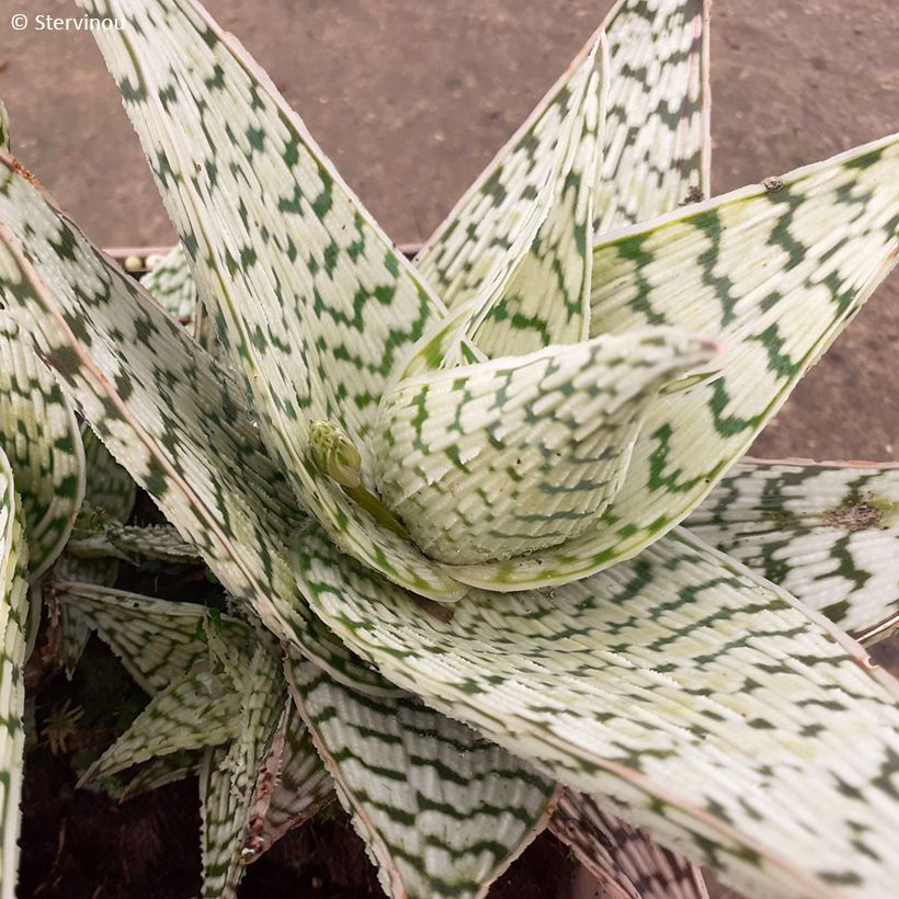 Aloe Delta Lights (Laub)