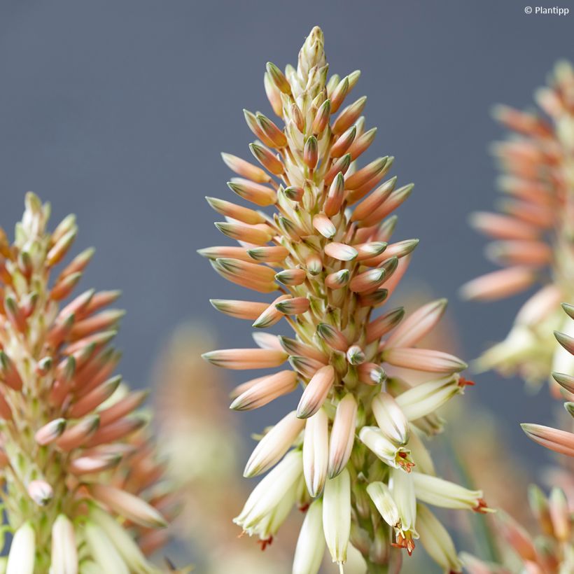 Aloe Safari Sunrise (Blüte)