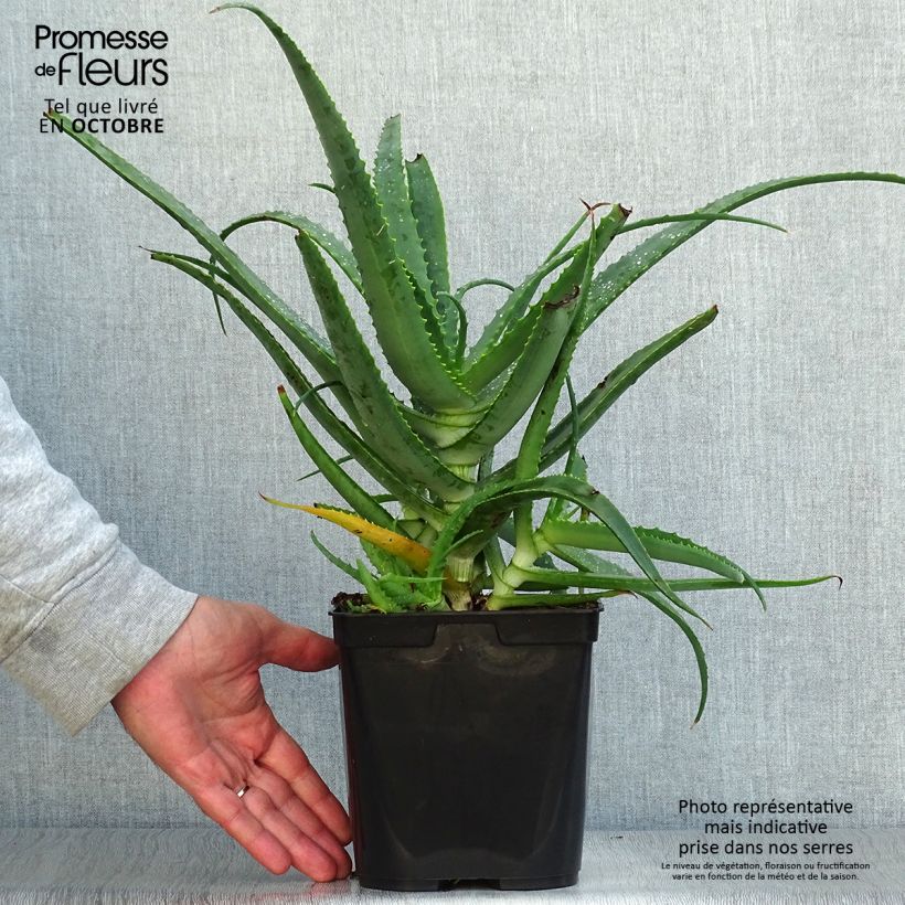 Exemplar von Aloe arborescens - Aloès arborescent Pot de 2L/3L wie im Herbst geliefert