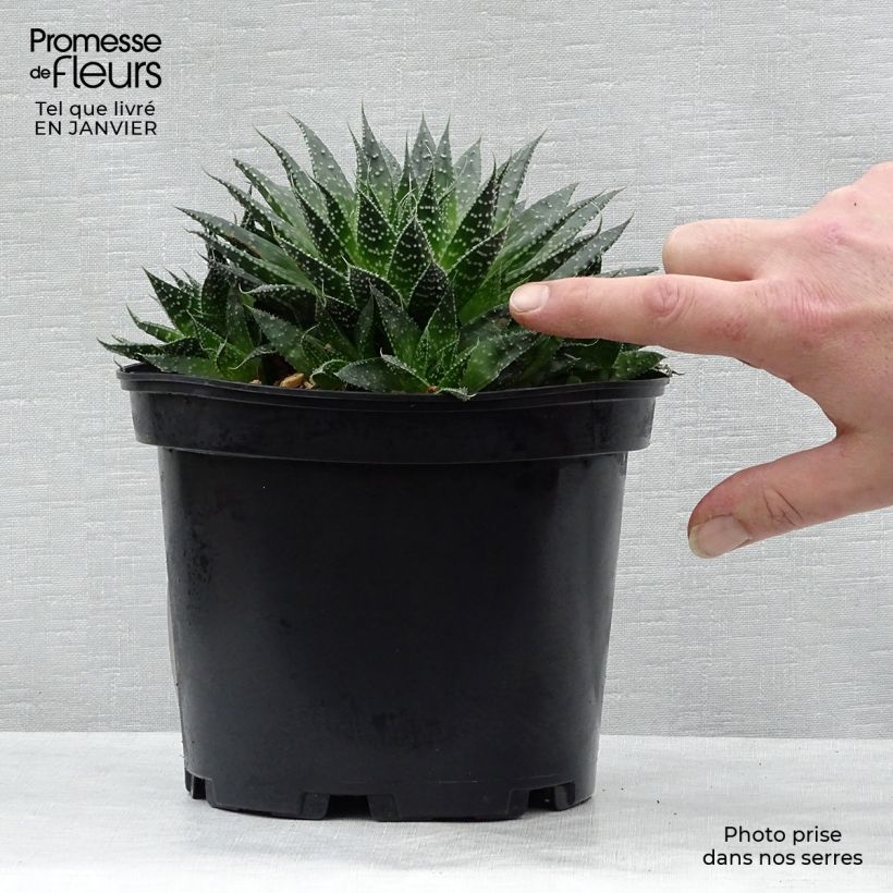 Exemplar von Aloe aristata - Aloe nain Pot de 2L/3L wie im Winter geliefert