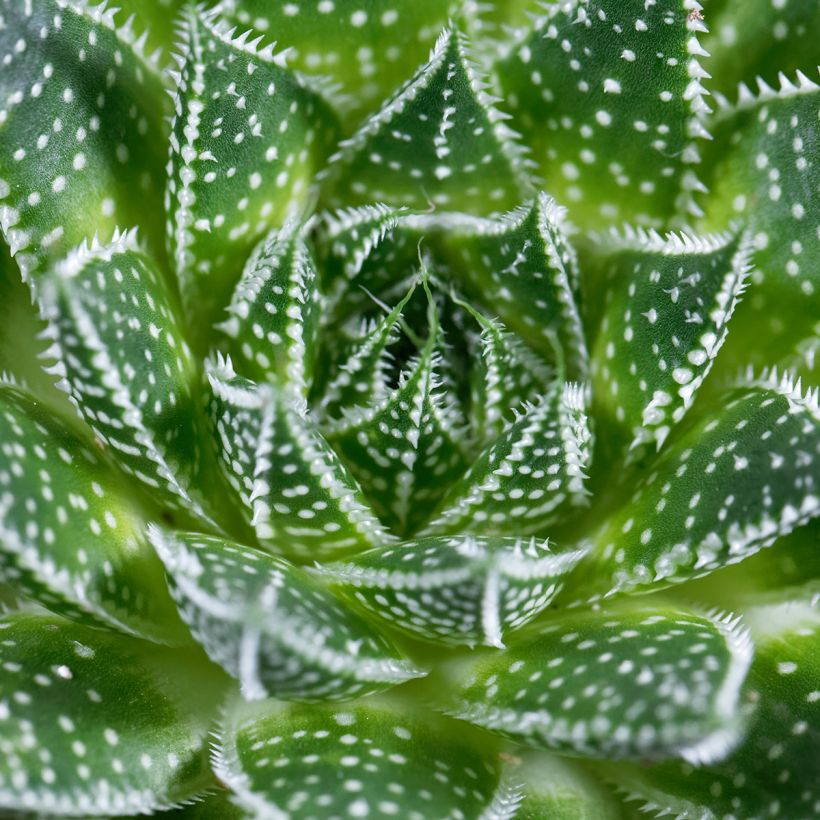 Aloe aristata (Laub)