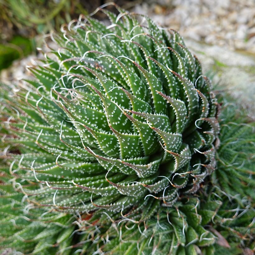 Aloe aristata (Hafen)