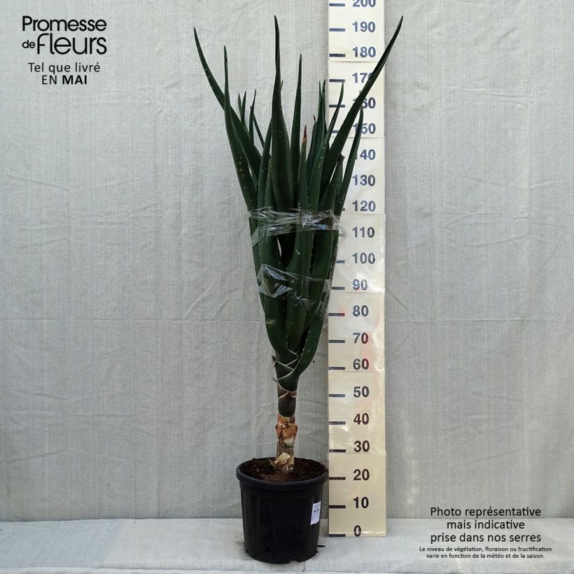 Exemplar von Aloe barberae - Baumaloe Topf mit 7,5L/10LGelieferte Höhe ca. 100/125cm wie im Frühjahr geliefert