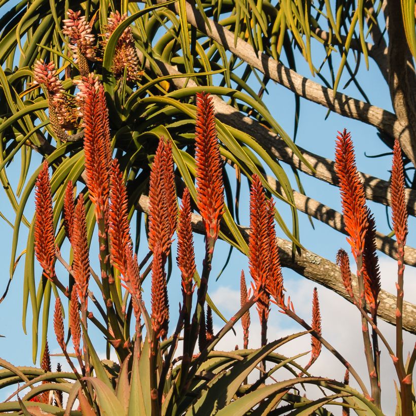 Aloe barberae - Baumaloe (Blüte)