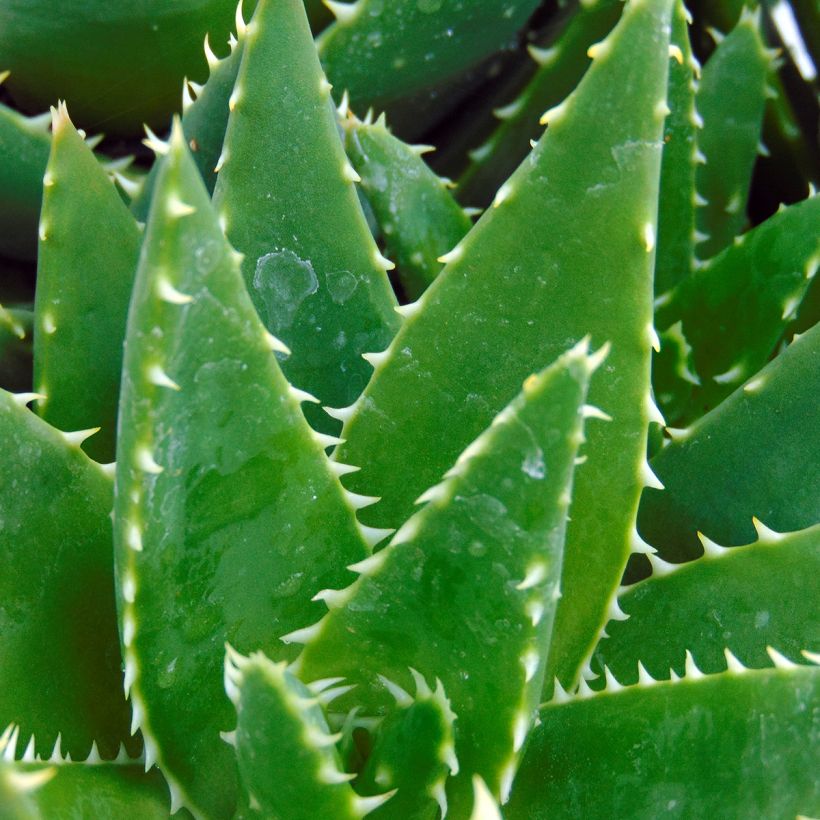 Aloe brevifolia - Kurzblättrige Aloe (Laub)