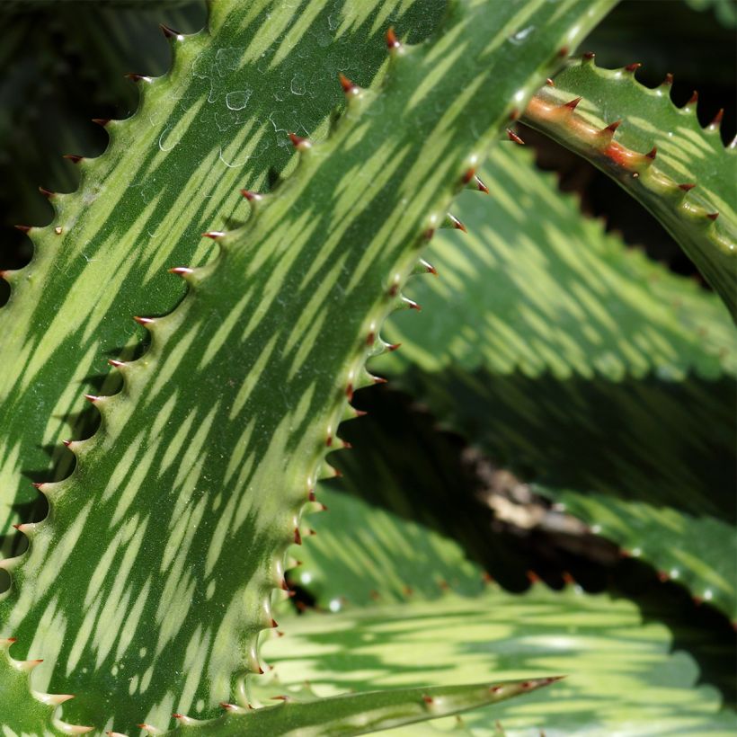 Aloe harlana (Laub)