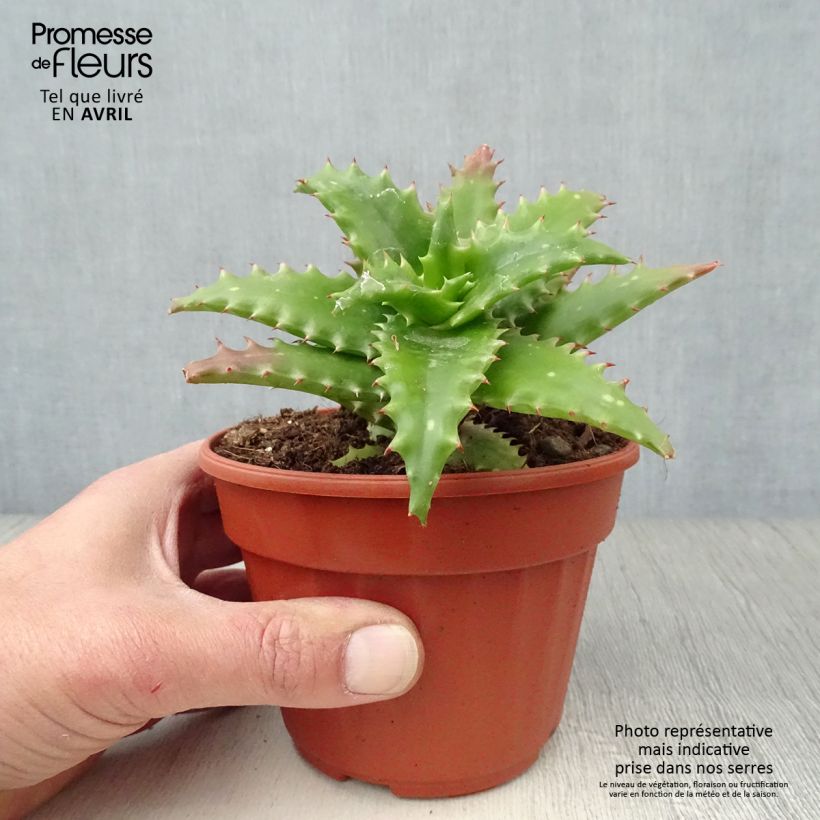 Exemplar von Aloe morogoroensis - Aloe bussei Pot de 13 cm wie im Frühjahr geliefert