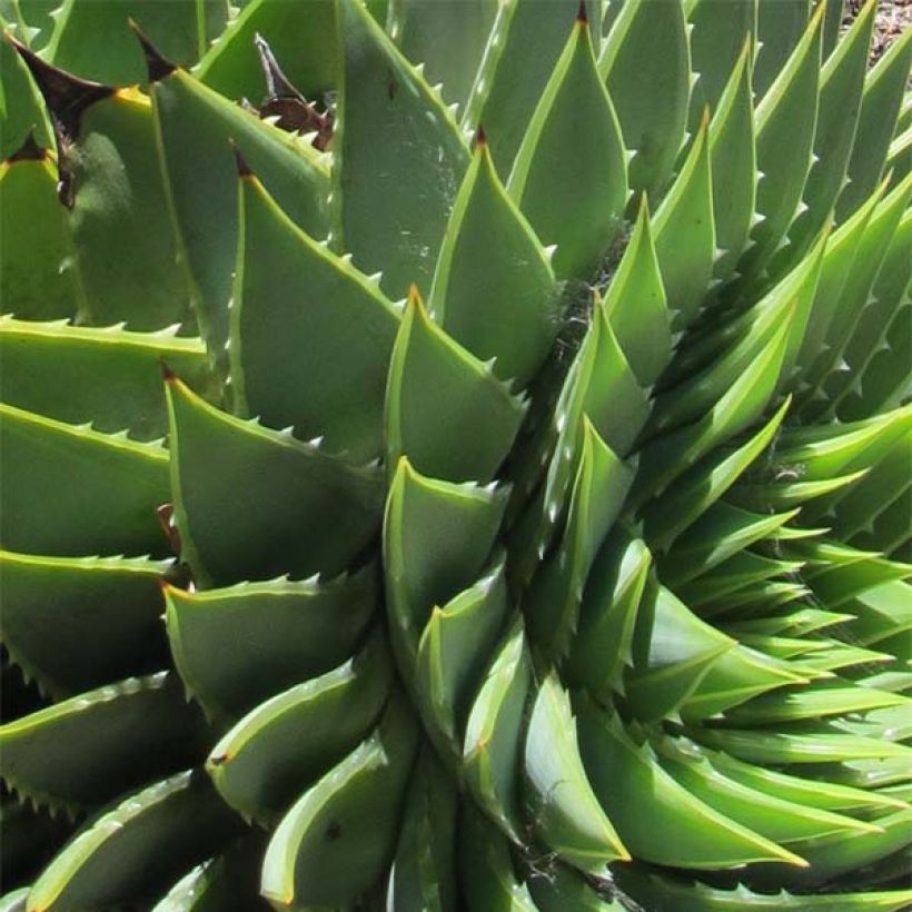 Aloe polyphylla - Spiralaloe (Laub)