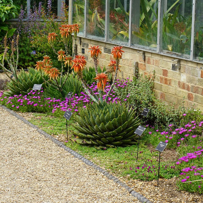 Aloe polyphylla - Spiralaloe (Hafen)