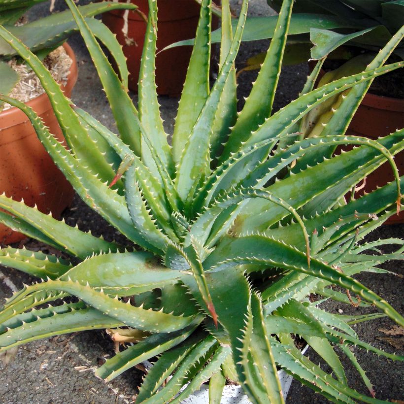 Aloe spinosissima (Hafen)